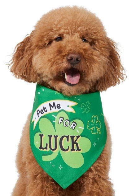Frisco Pet Me For Luck Dog & Cat Bandana | Chewy.com