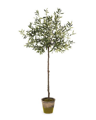 Napa Home and Garden 69in Olive Tree in Moss Planter | Gilt