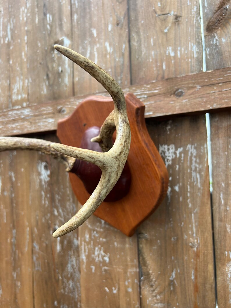 Antique Mounted Deer Antlers. - Etsy | Etsy (US)