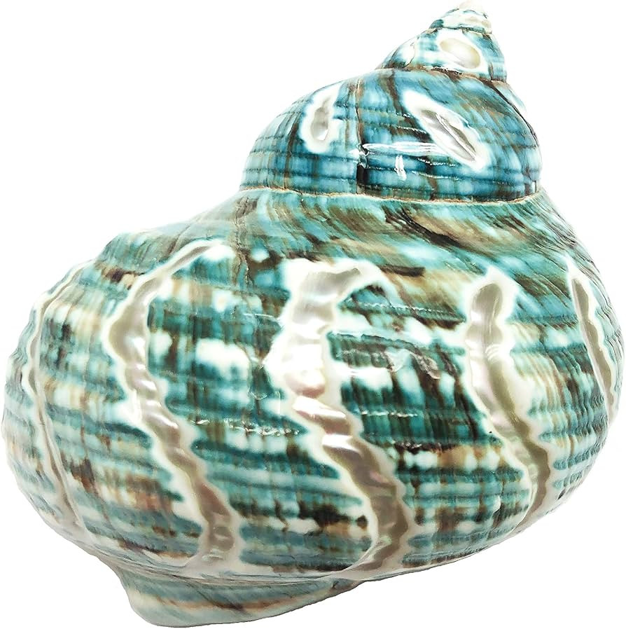 PEPPERLONELY 1 PC Spiral Jade Turbo Sea Shell, Hermit Crab Sea Shells, 3-1/2 Inch ~ 4 Inch | Amazon (US)