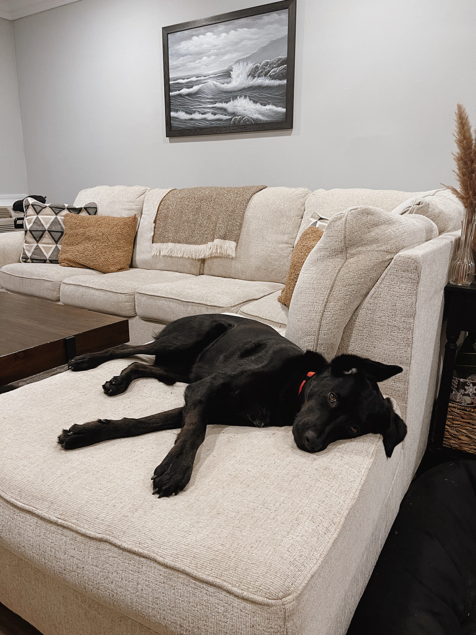 Gloomy Friday vibes🤎🐾🌧️

In a few days there will be a new blanket and pillows on this couch and I’m so excited!! Finally changing up the decor and adding in my favorite color. Cannot wait to share it! 

Home decor // living room decor // cozy home // interior design 

#LTKhome #LTKMostLoved #LTKfindsunder100