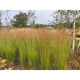 1 Gal. Karl Foerster Feather Reed Grass | The Home Depot
