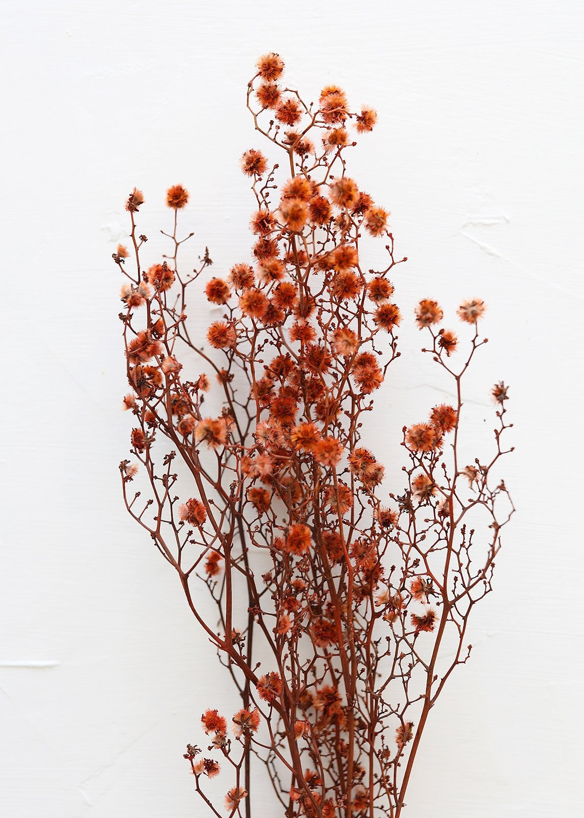 Dried Stirlingia Flowers in Orange - 24-28" Tall | Afloral (US)