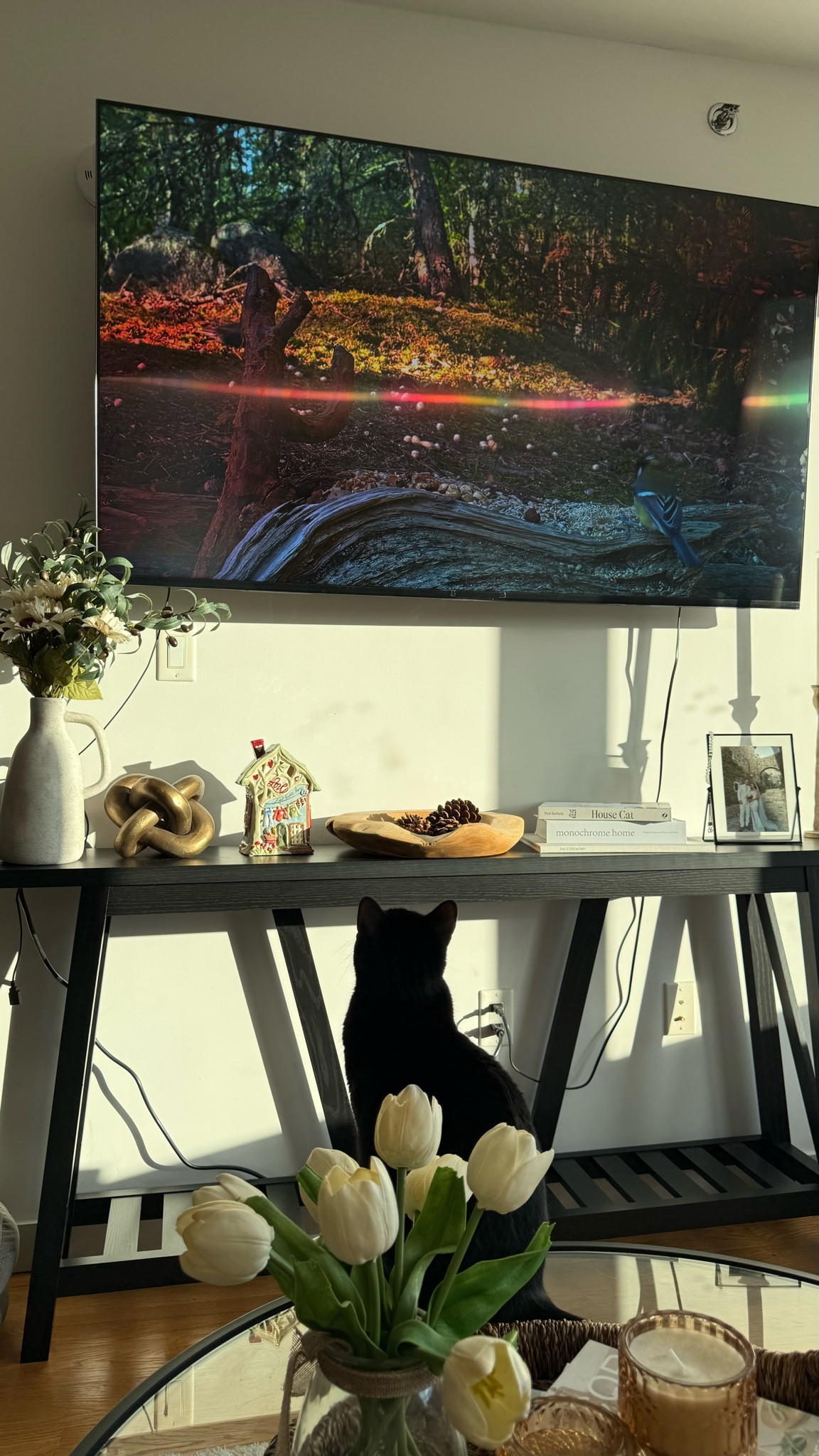 Watching CatTv. Anything for her 🖤 #apartment #cat #blackcat

#LTKdayinmylife #LTKootd #LTKHome