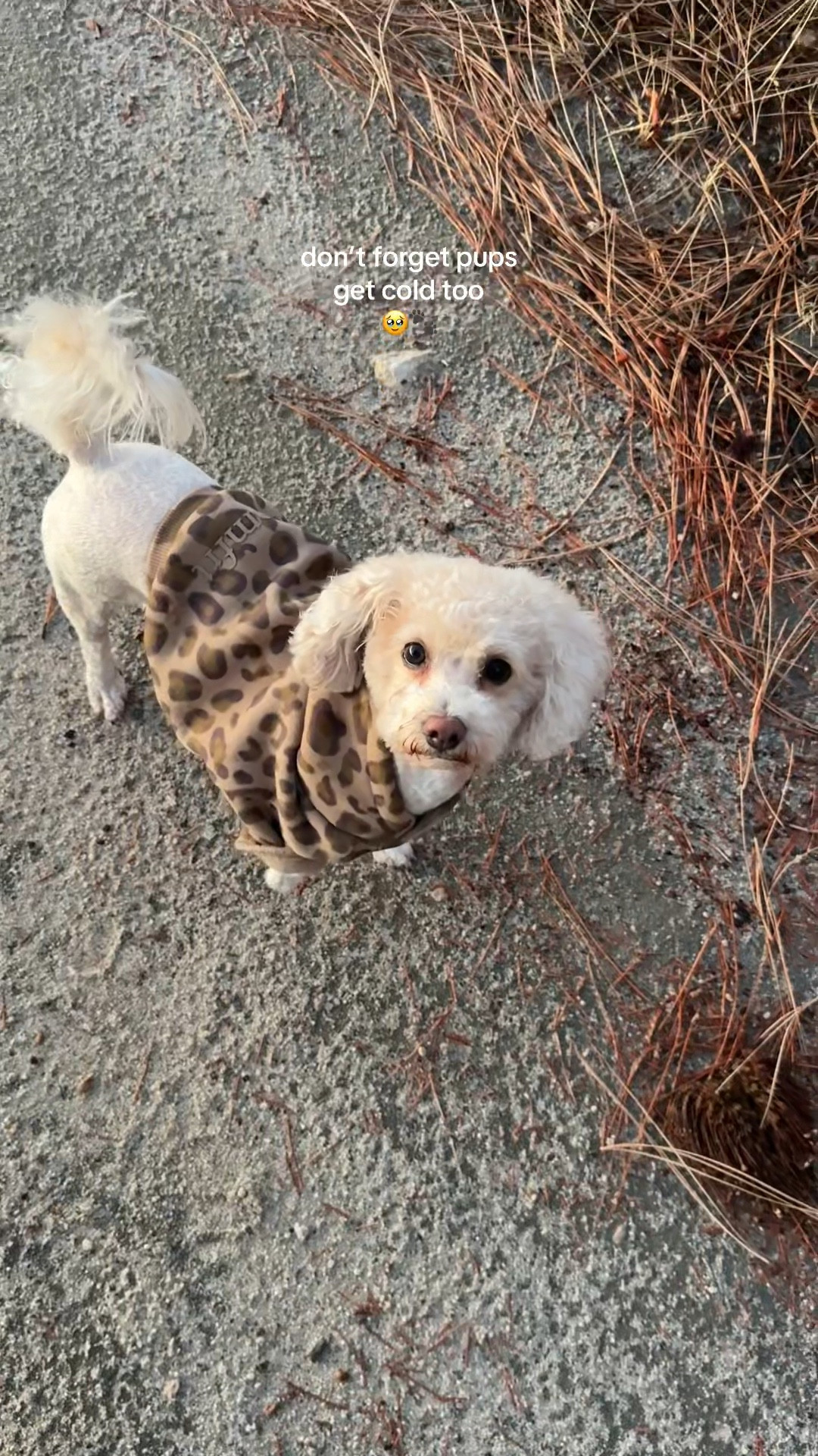 Comfrt paws brown leopard hoodie 🐆 

#LTKPets #LTKSaleAlert #LTKSeasonal