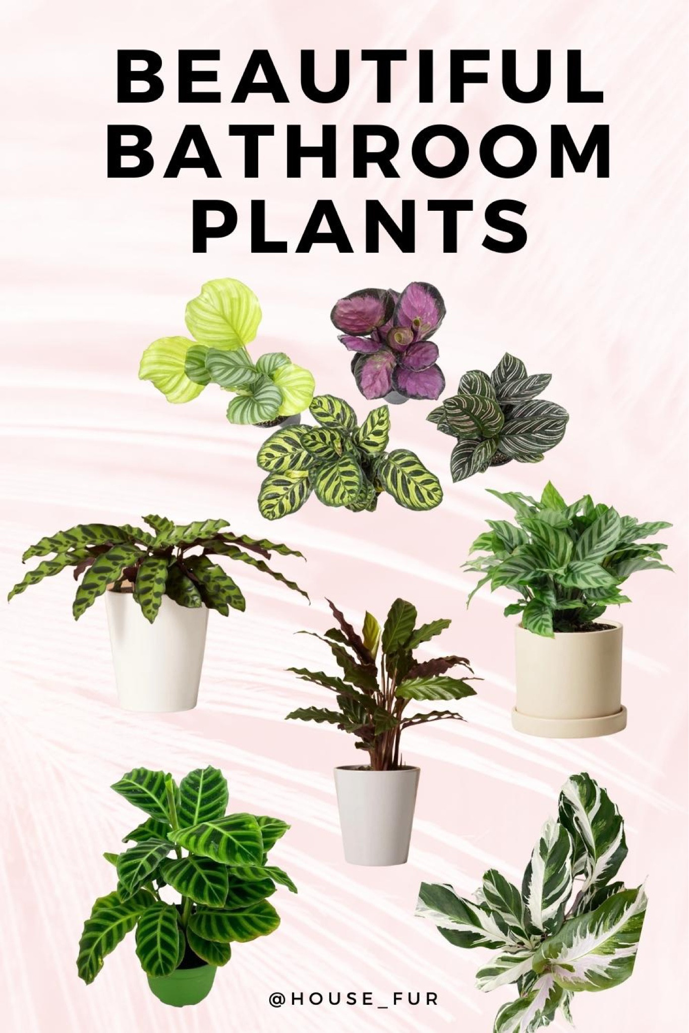 🌿 Bring the jungle to your bathroom with these stunning humidity loving houseplants! 🛁🌱 #Bathroom #bathroomdecor #Calathea #houseplants  


#LTKstyletip