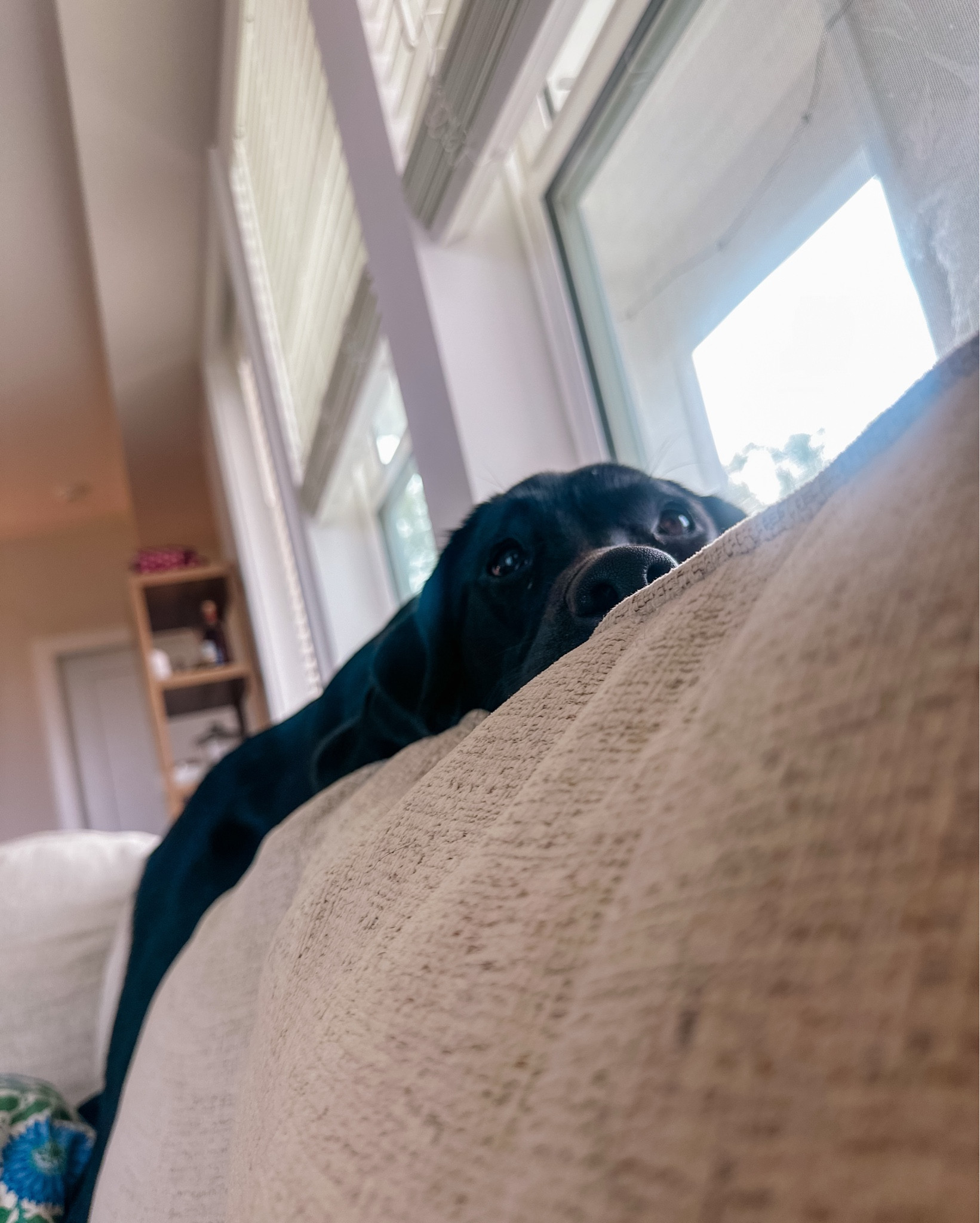 Life with a puppy this week!! 🤍🐾 I was a little under the weather, so my snuggle buddy was right by my side all week!! From couch cuddles watching football, to keeping me company in bed while I binged the Nanny 🤣 

#LTKPets