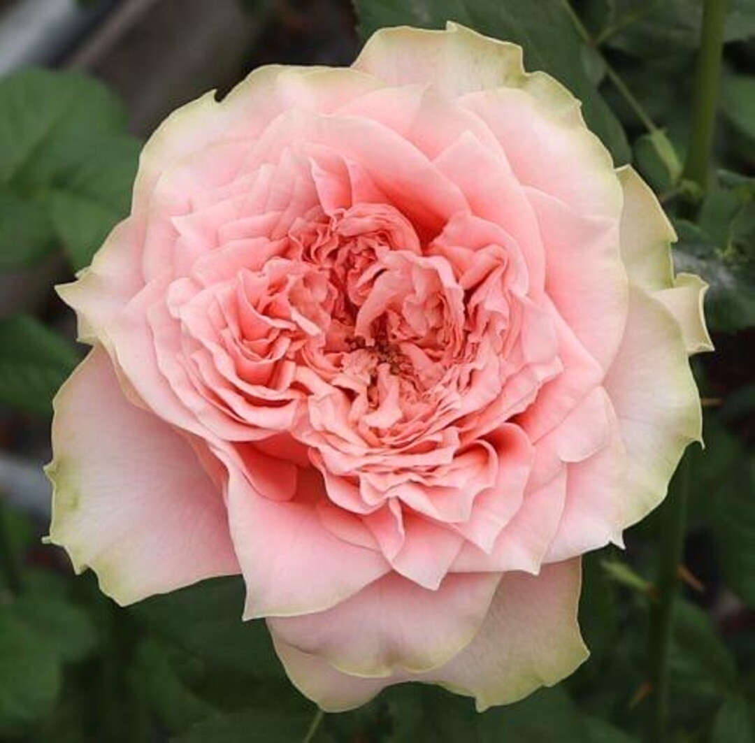 Country Spirit Romance — Rare German Tantau Rose — Stable Winter Pink — High-Centered Elega... | Etsy (US)