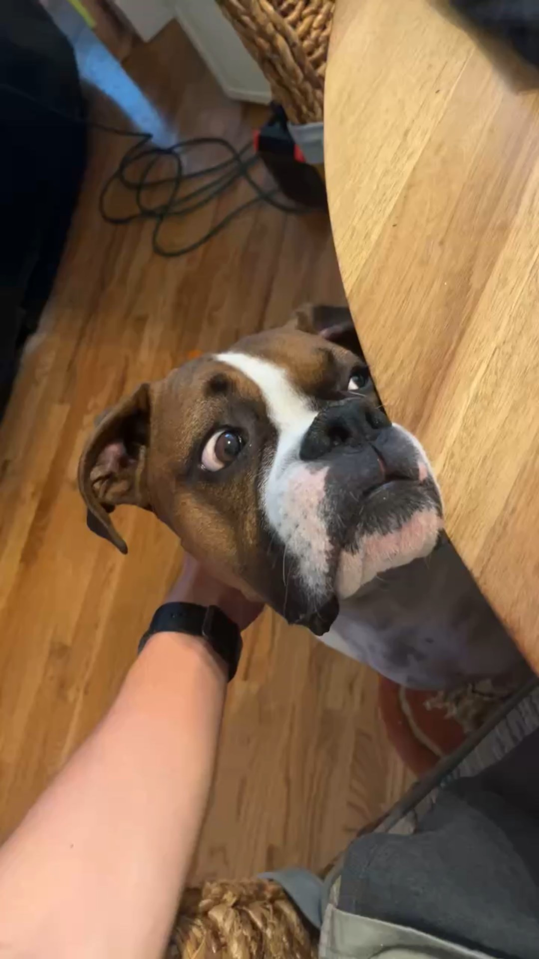 My boxer, Bruno, always makes me laugh🤣🤣🤣

#LTKHome #LTKPets #LTKFamily