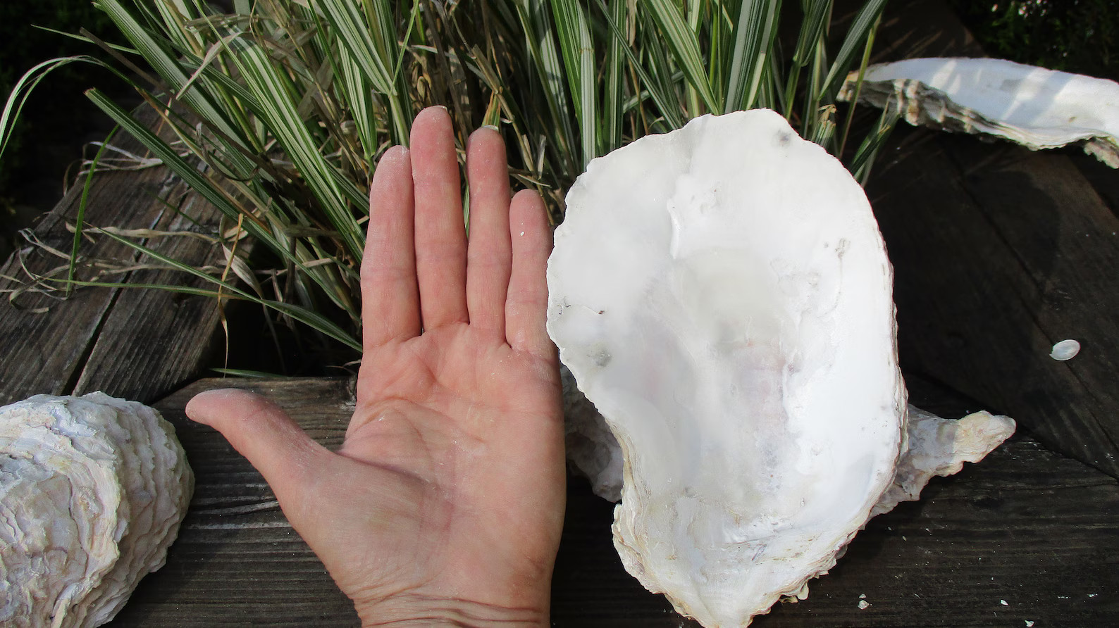 Huge 4-5"wide Oysters 4-10" Gorgeous Rare Cup Oyster Shells, Sold Individually From 5-11" Long, R... | Etsy (US)