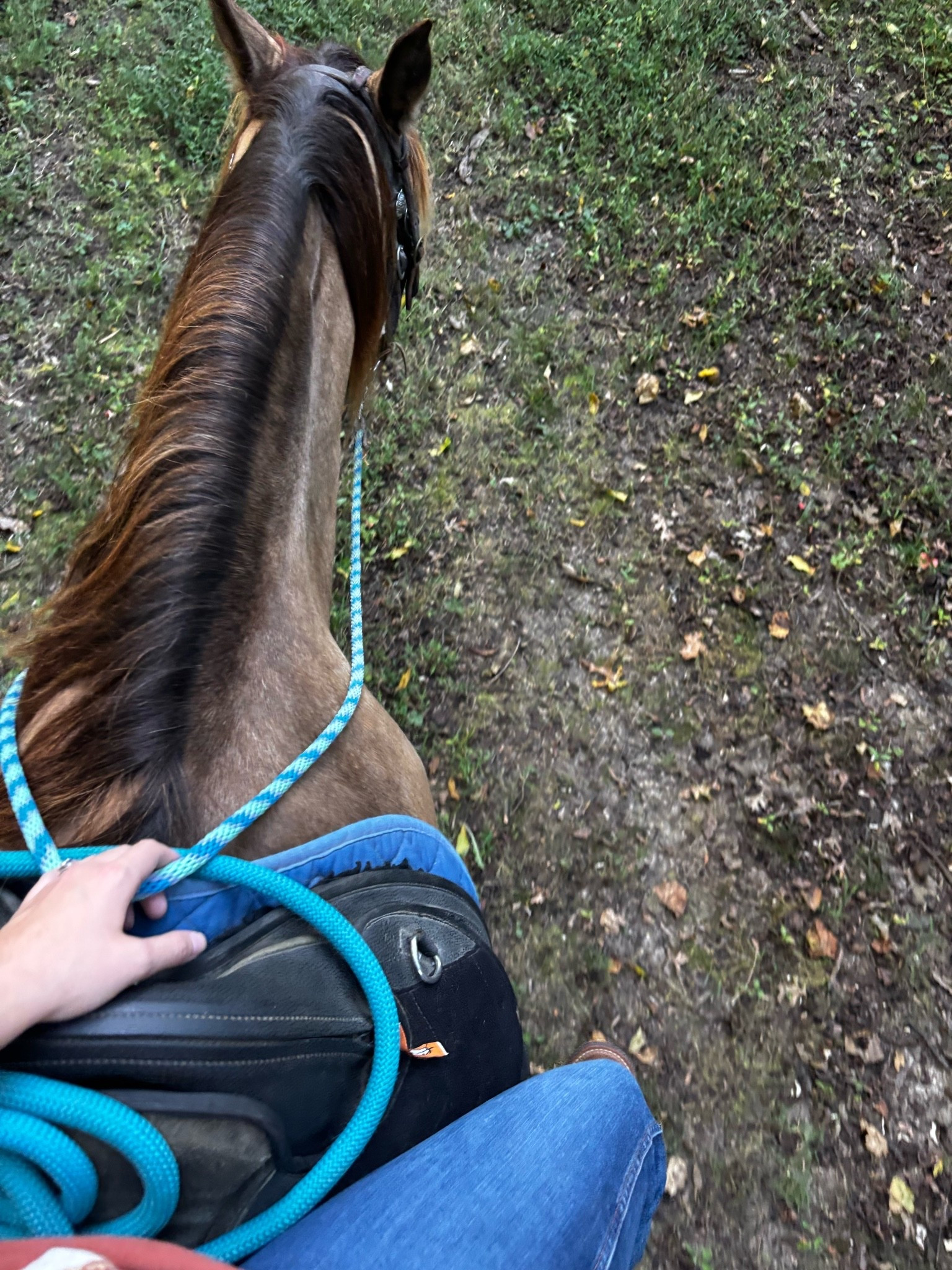 Borrowed Champ tonight until we can get a trailer! Such a good boy and gentle giant. And such a smooth trot/canter! Rode English for the first time in like 10 years because we were short on western girths 😂

#LTKootd #LTKBump #LTKWorkwear