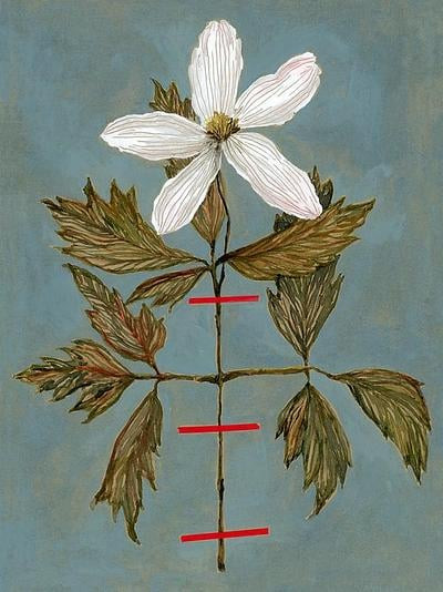 Herbarium: Wood Anemone | Artfully Walls