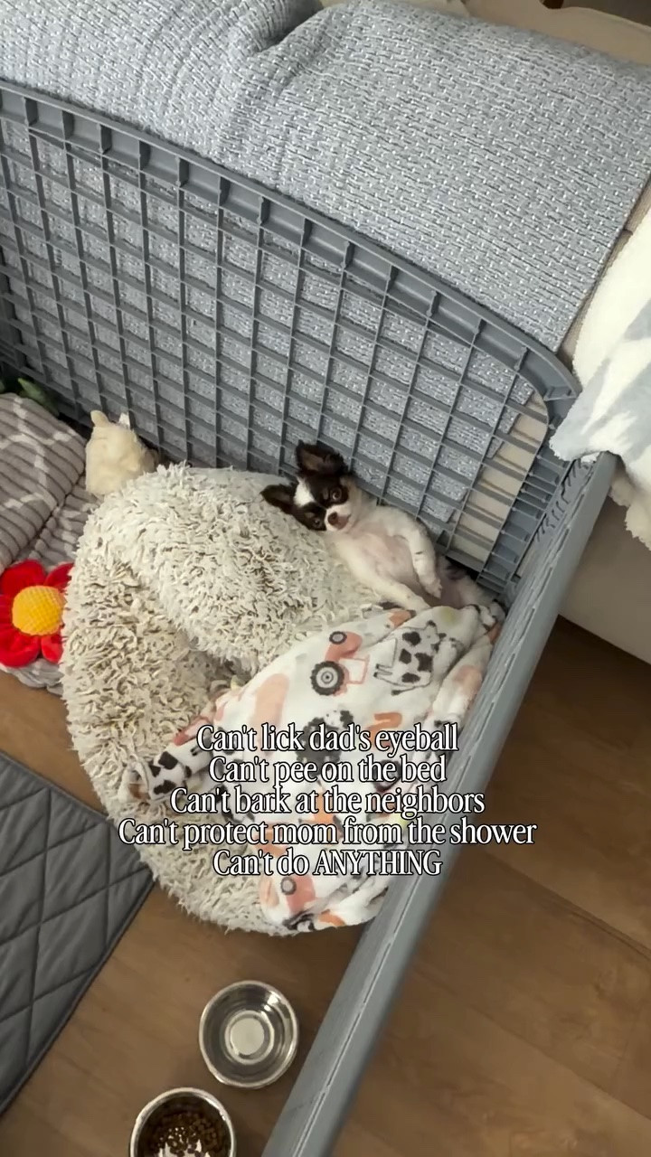 Can’t do anything 😂 #chihuahua #dogmom #chihuahualife