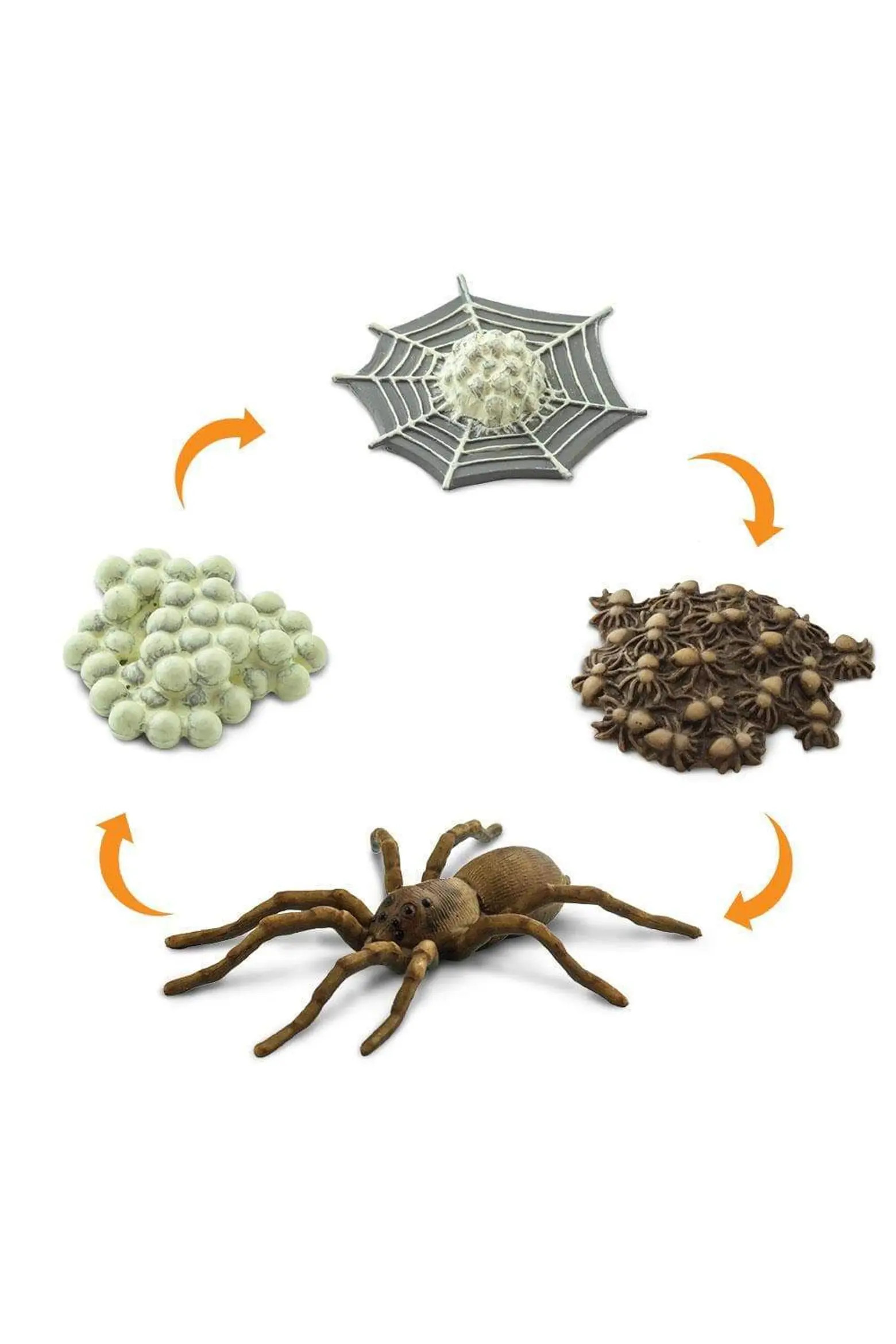 Safari Ltd. Life Cycle Of A Spider | Nordstrom | Nordstrom