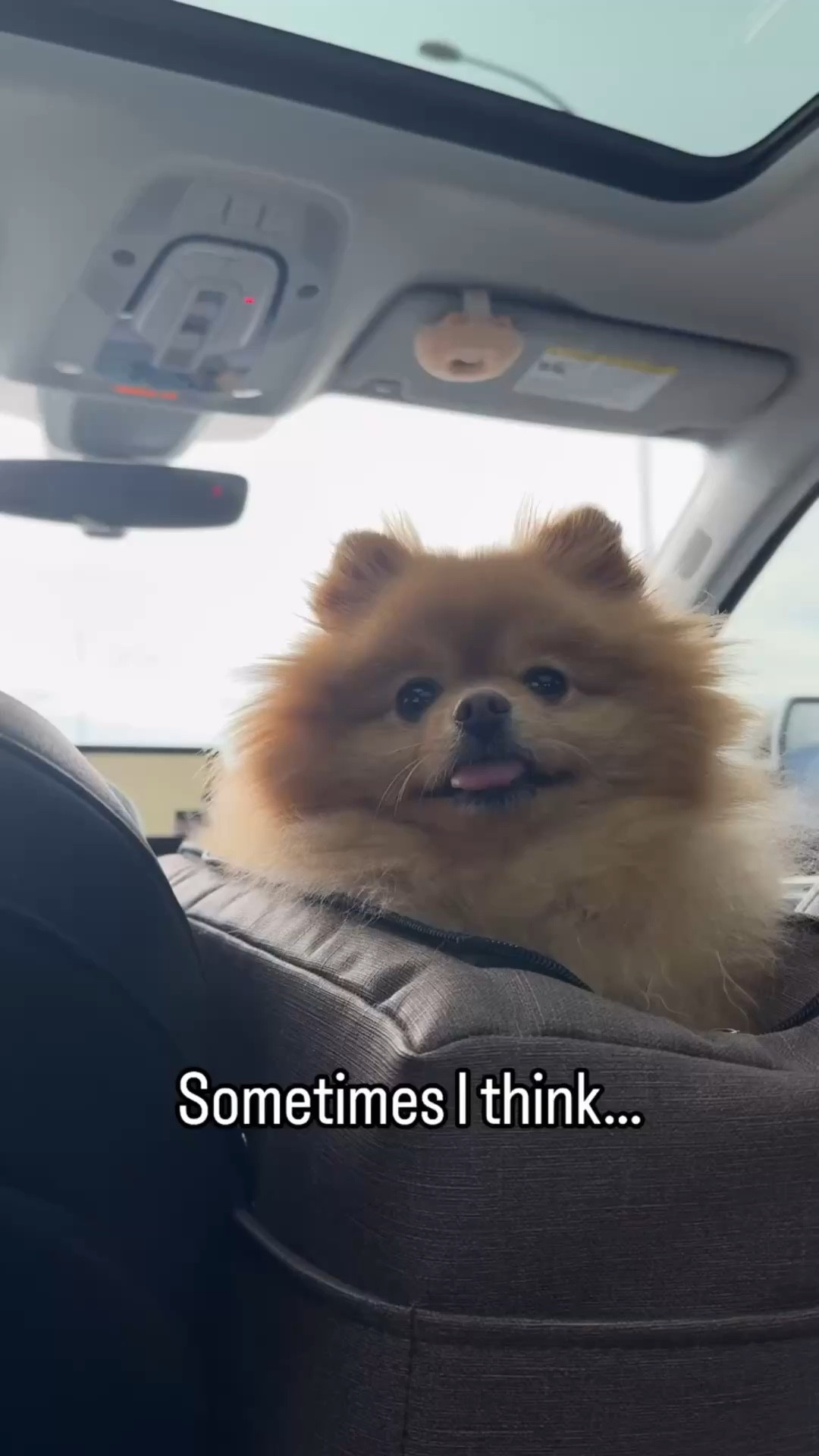 Who can relate ? 😴 some things just never change. #dog 

#LTKdayinmylife