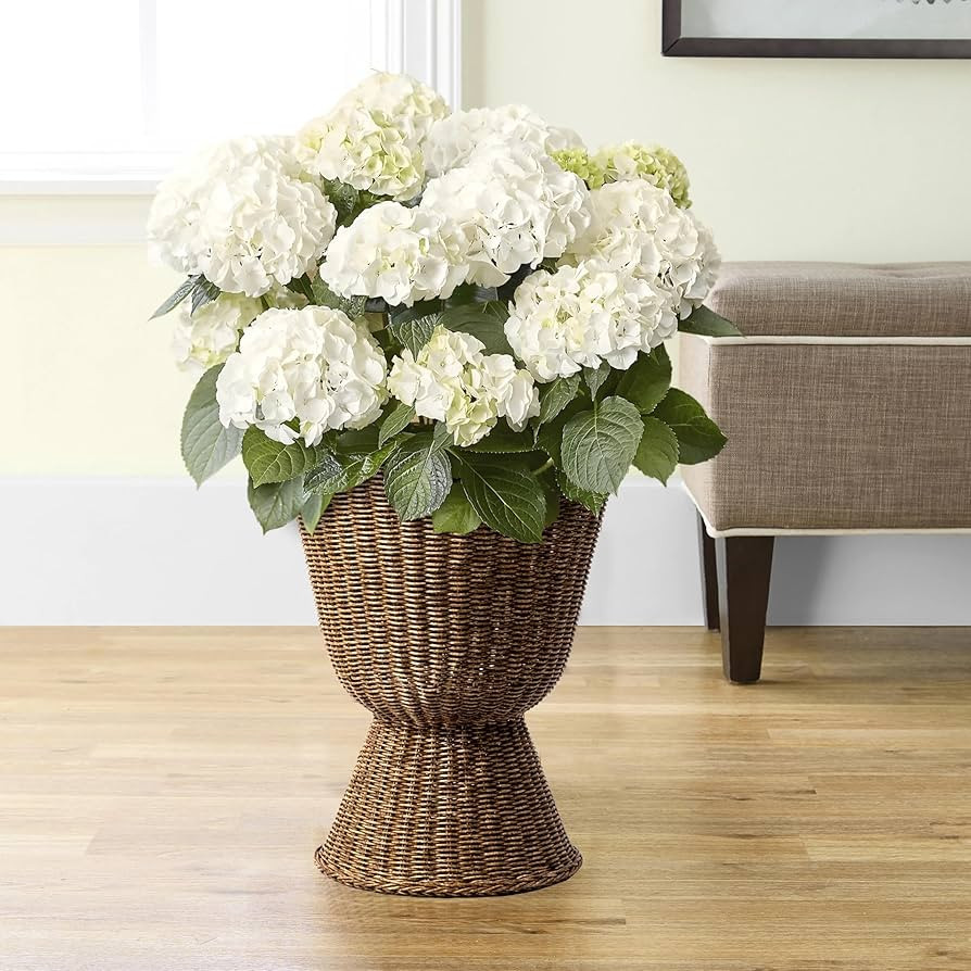 14 Inch Brown Woven Urn-Style Planter, Decorative Scalloped Rim with Transparent Inner Lining for... | Amazon (US)