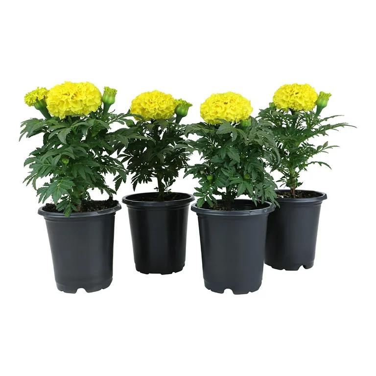 Expert Gardener 1PT Yellow Marigold African Live Plants (4 Pack) | Walmart (US)