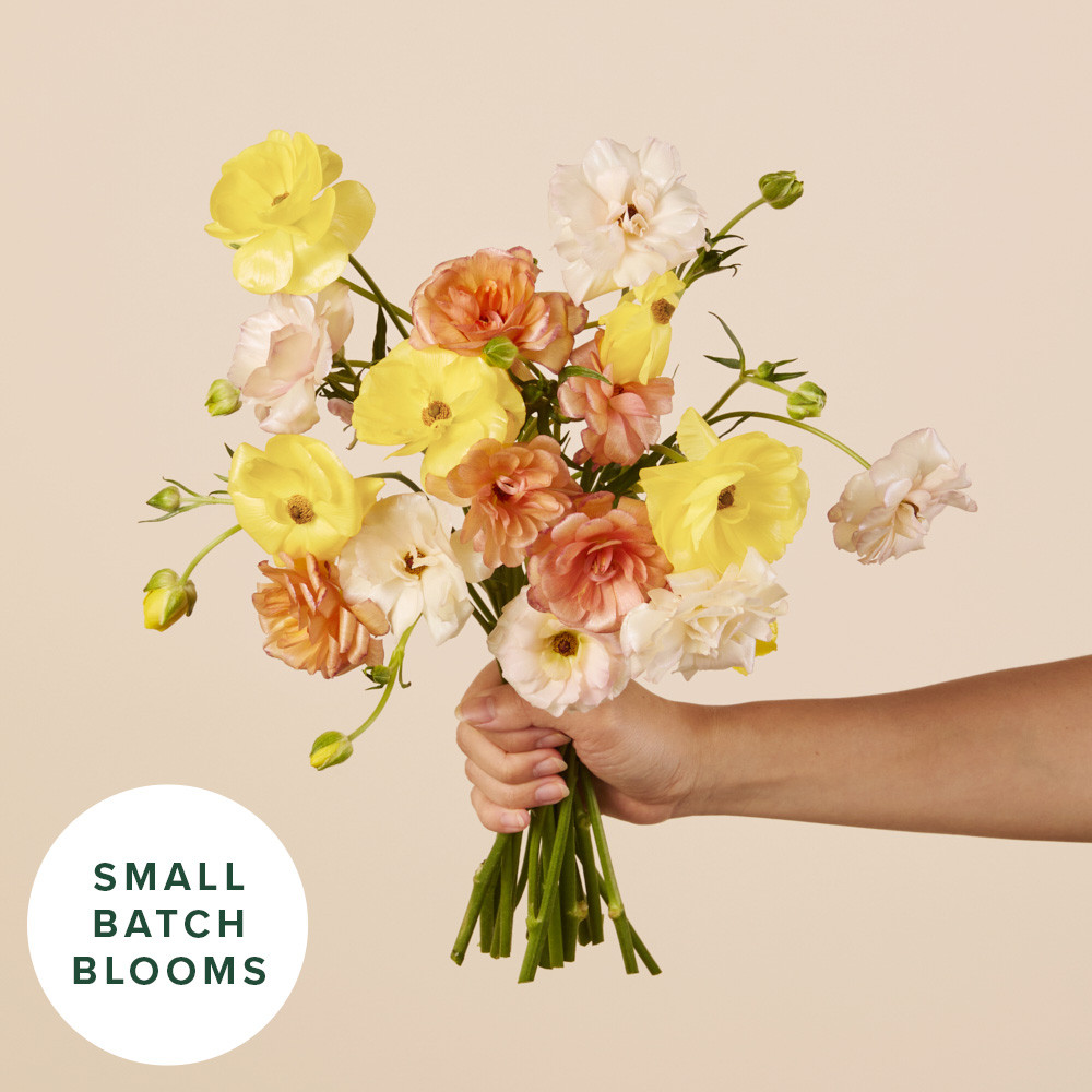Butterfly Ranunculus: Yellow & Pink Ranunculus - The Bouqs Co. | The Bouqs Co.