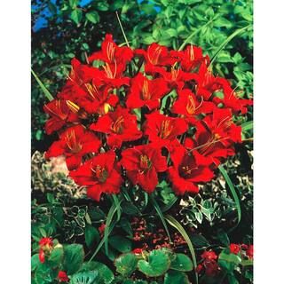Spring Hill Nurseries Little Business Daylily (Hemerocallis) Red Flowering Perennial Live Bareroo... | The Home Depot