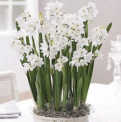 20 Ziva Paperwhites 16-17cm- Indoor Narcissus: Narcissus Tazetta: Nice, Healthy Bulbs for Holiday... | Amazon (US)