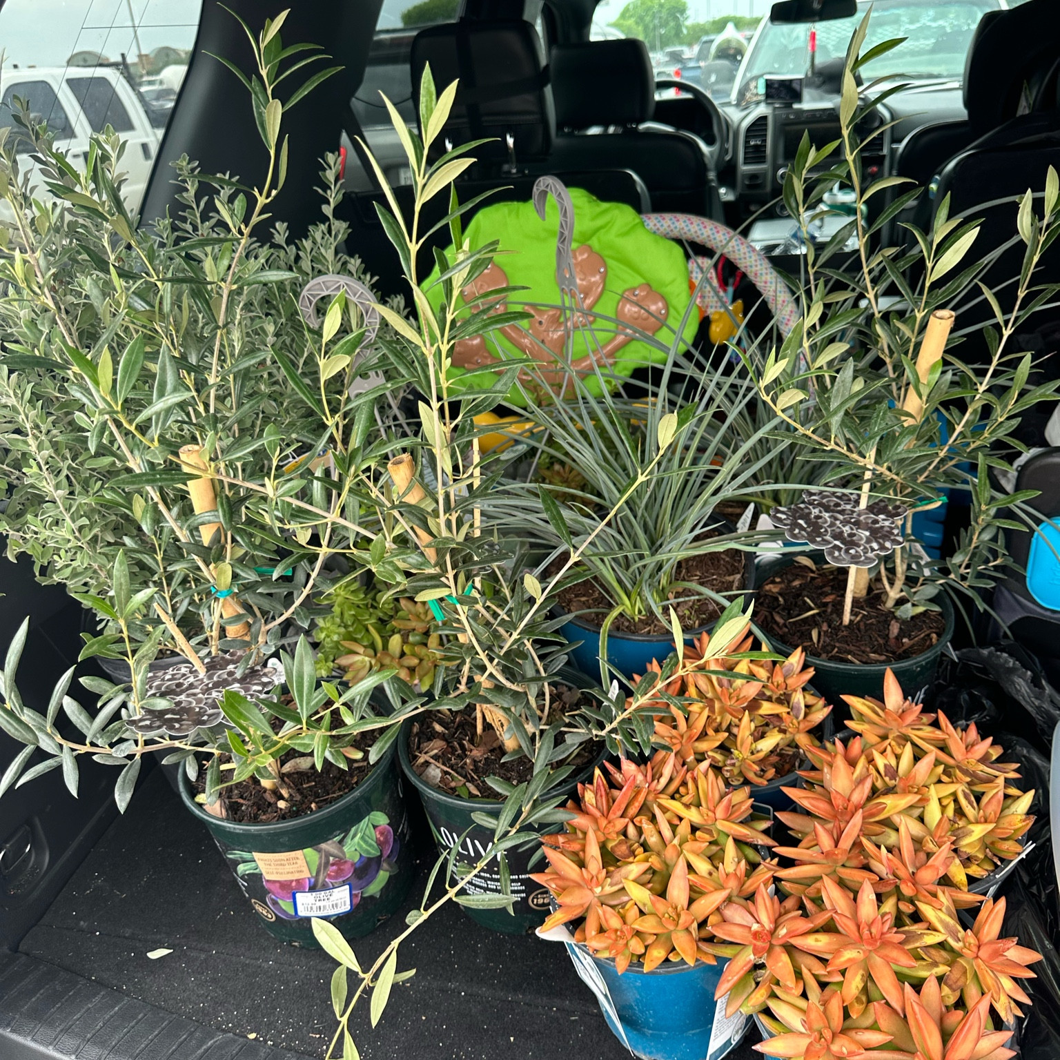 Tis the season… to try again at “planting”
🤪
2 red Yuccas, 3 olive trees, 2 Texas Sage, variety of succulents 

#LTKhome #LTKfindsunder50 #LTKSeasonal