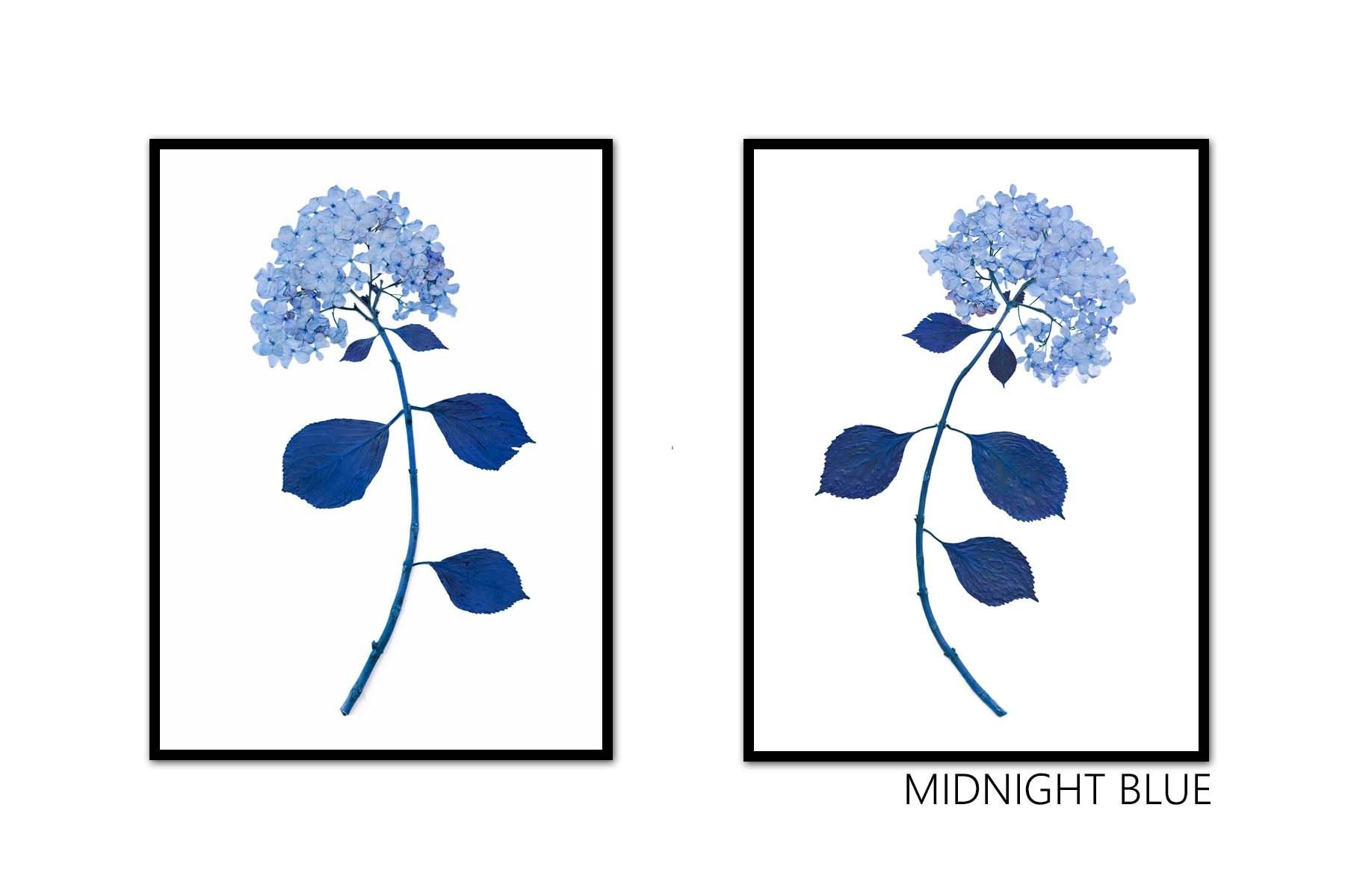 Dried Hydrangea Pair No. 1 | Urban Garden Prints