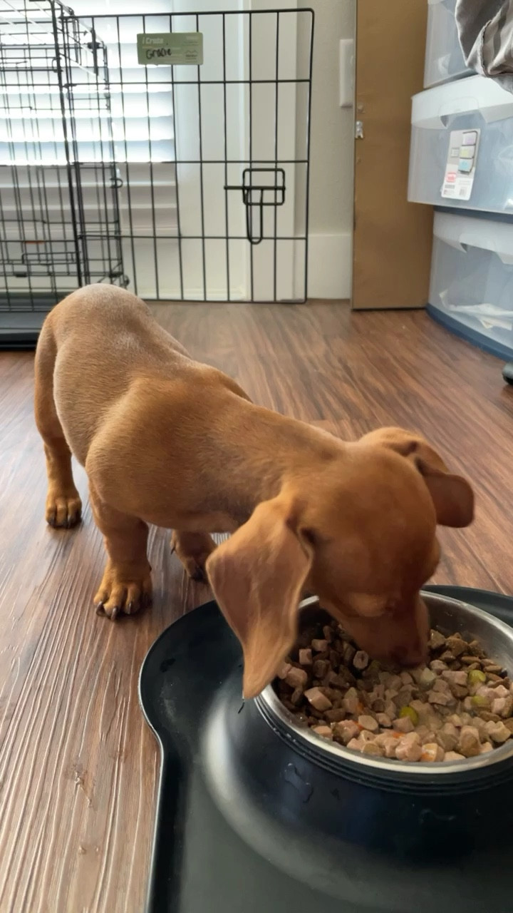 Gracie eating from her black stainless steel doggy bowl (non-spill, 

#LTKstyletip #LTKhome #LTKGiftGuide