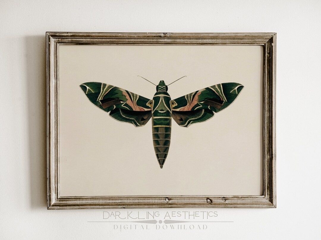 Oleander Hawk Moth Print Dark Cottagecore Moody Victorian - Etsy | Etsy (US)