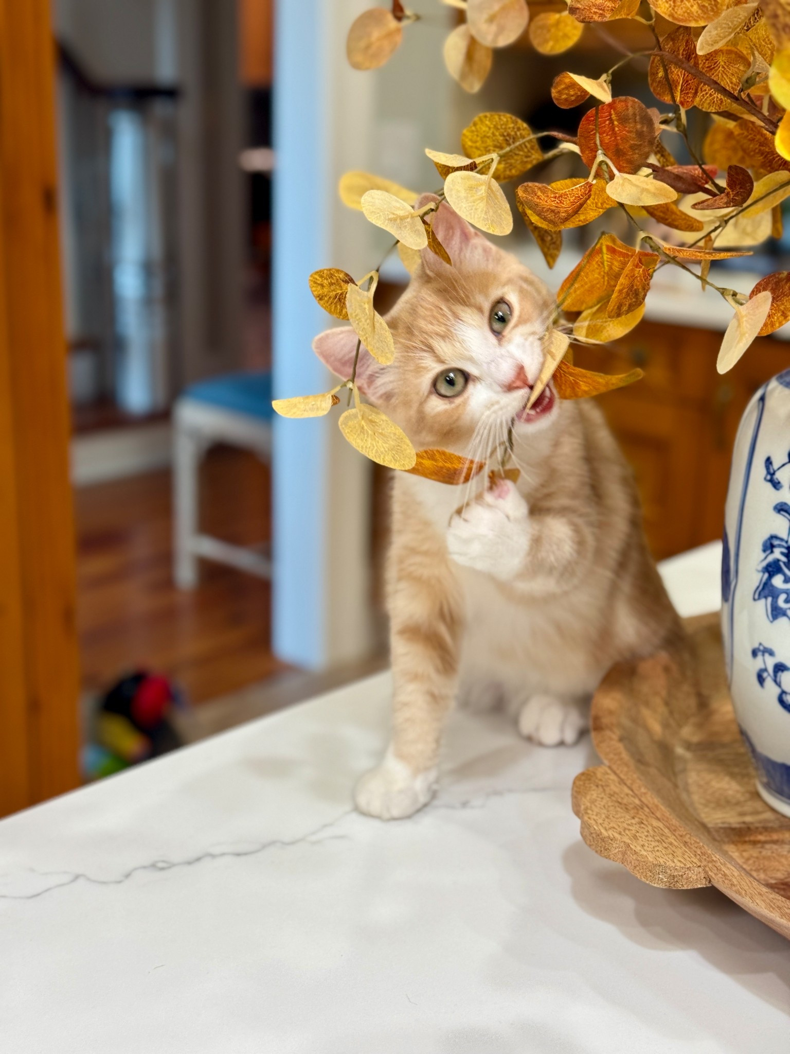 3rd year with these fall stems from Amazon! Think they will last beyond this year? 🤣 Target wooden tray is amazing for a counter. Tip: add the linked sliders. 



#LTKStyleTip #LTKHome #LTKSeasonal