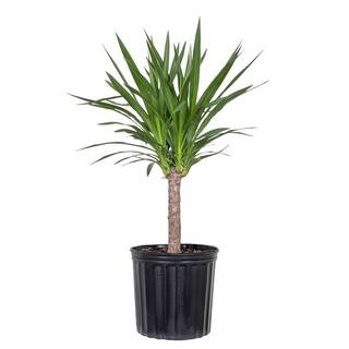 Yucca Cane Plant in 9.25 inch Grower Pot | The Home Depot
