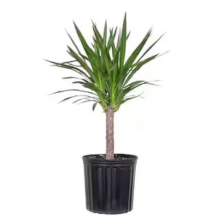 Yucca Cane Plant in 9.25 inch Grower Pot | The Home Depot