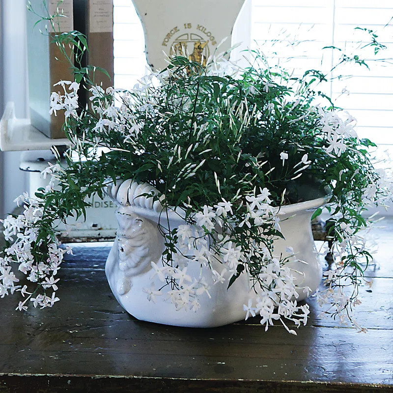 Mcfarland Terracotta Pot Planter | Wayfair North America