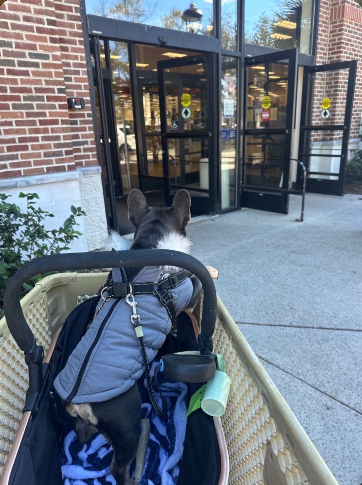 Dog stroller that is also a car seat 

#LTKHome #LTKTravel #LTKSeasonal