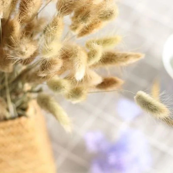 50/100 PCS Dried Natural Lagurus Ovatus Bunches Hare's | Etsy | Etsy (US)