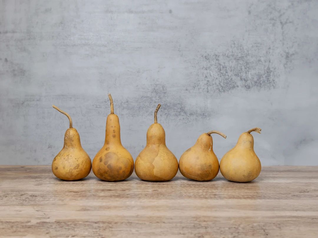 Box of 5 Dried Martin Gourds - 3" Diameter | Etsy (US)