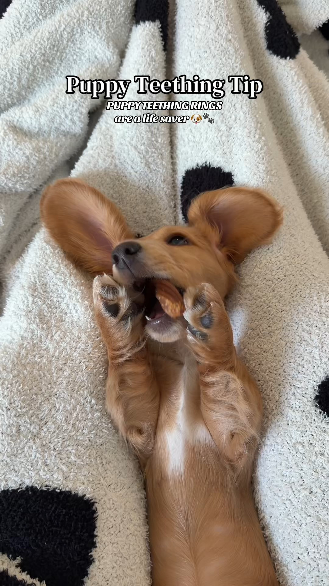 If your puppy is teething this teething ring is the best! 
Teething ring, puppy, dog, teething. Amazing, target

#LTKActive #LTKdayinmylife #LTKvlog