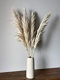 Set of 4 stems Pampas Grass Royal Light Natural 39" Extra Fluffy - Dried Boho Wedding Home Decor | Amazon (US)