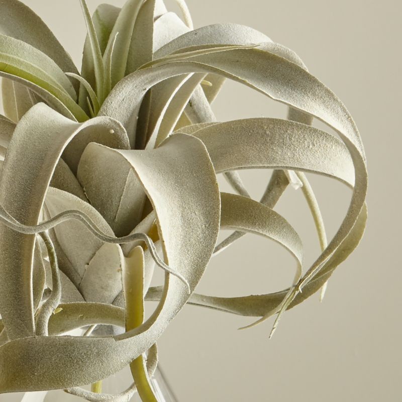 Artificial Air Plant + Reviews | Crate and Barrel | Crate & Barrel