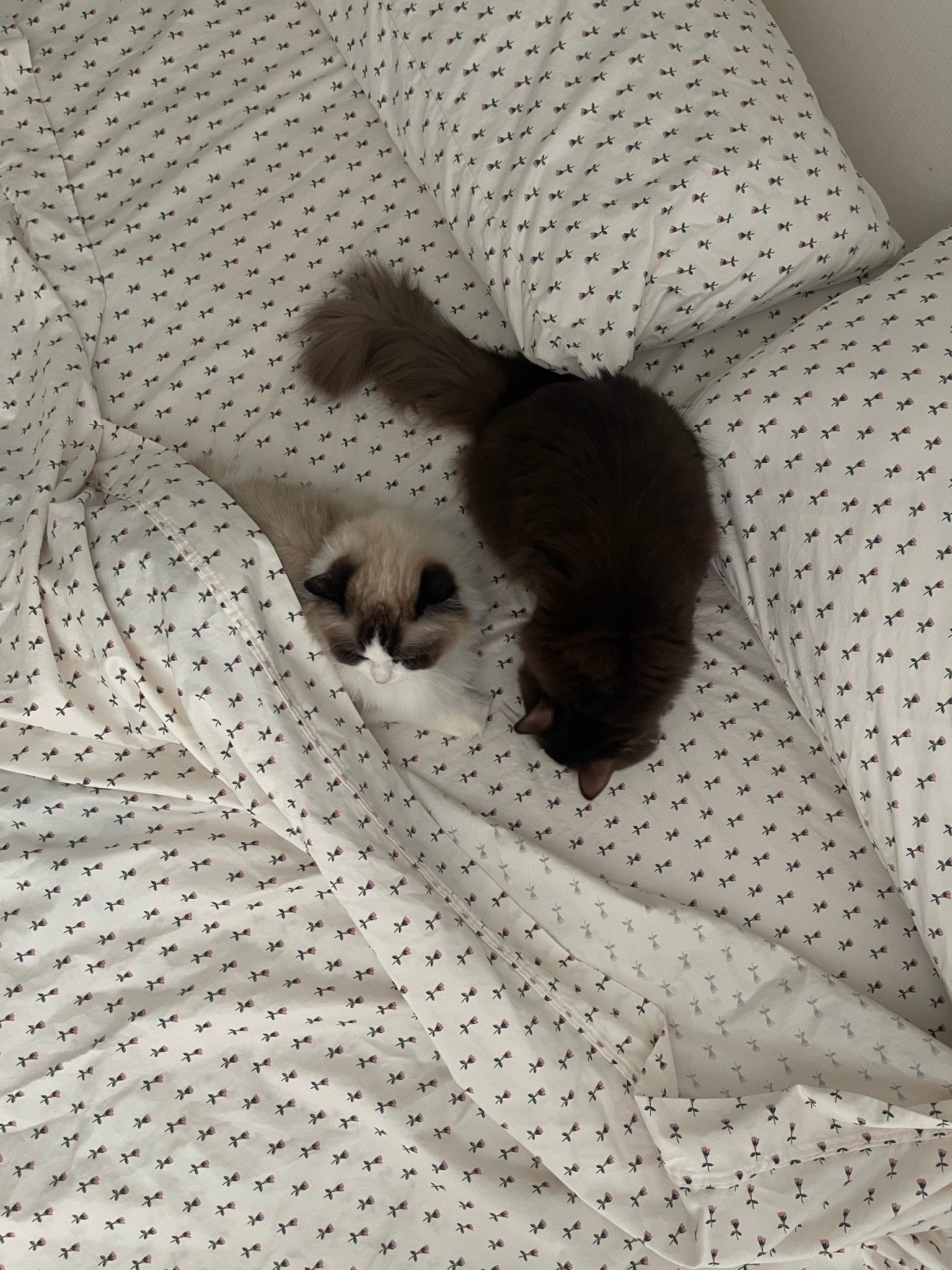 spring sheets 