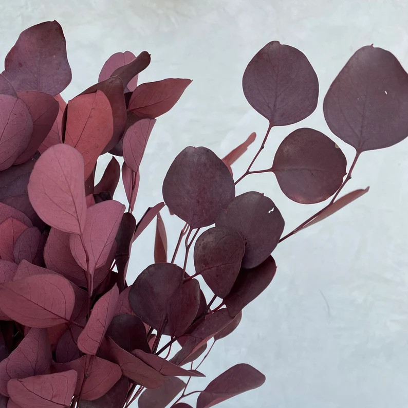 Preserved Silver Dollar Eucalyptus Bush Dried Flowers | Etsy | Etsy (US)