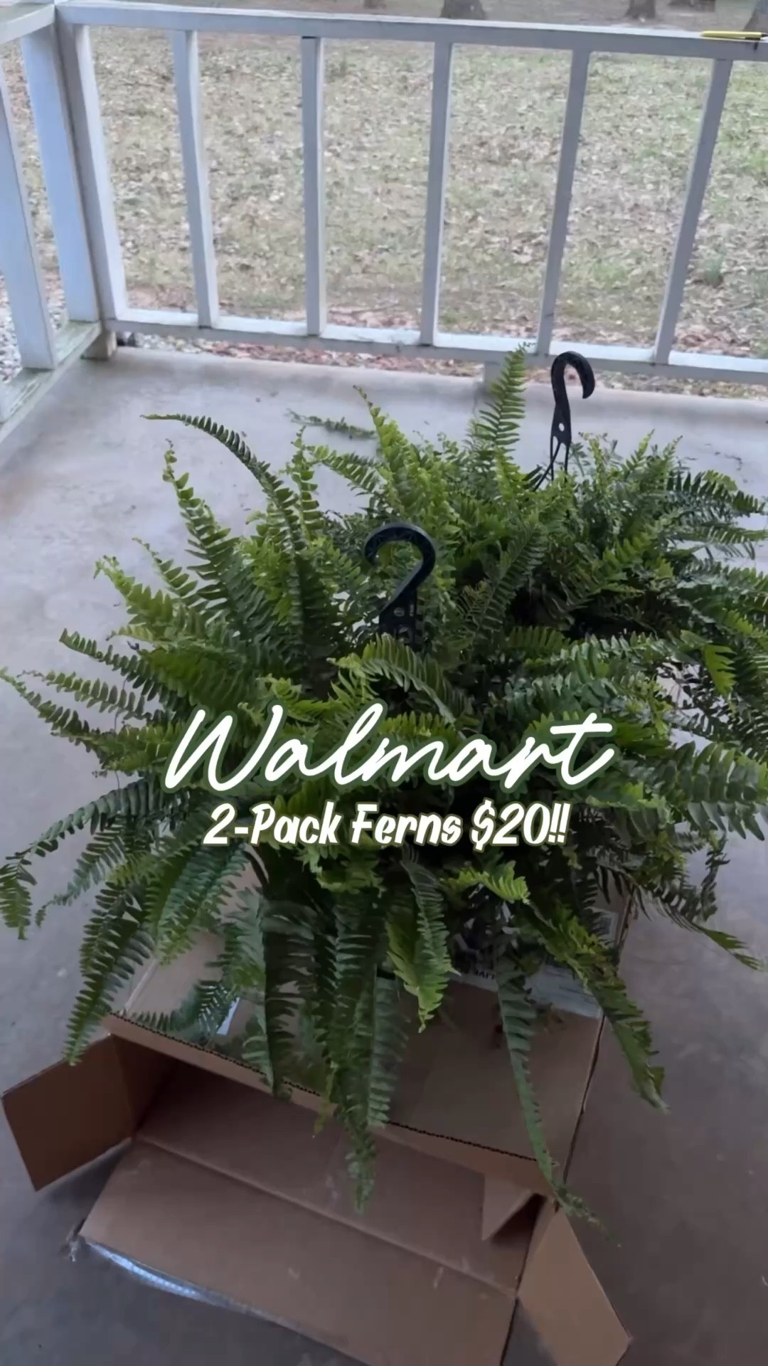 Walmart United Nursery 2-Pack Of Live Boston Fern Tropical Plants 24-28in Wide in 10in Hanging Basket

@walmart #walmart #walmarthome

#LTKHome #LTKSeasonal #LTKvlog