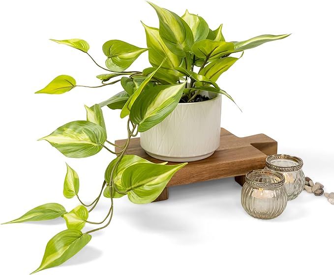 Kurrajong Farmhouse Artificial and Trailing Ivy pothos Plant with White Ceramic Pot | Light Green... | Amazon (US)