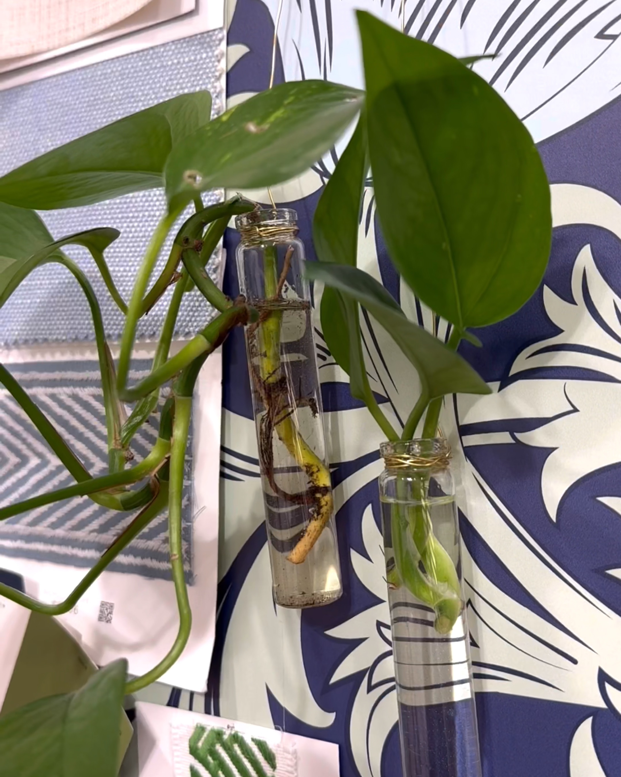 Whether you want to DIY or buy a propagation station, I’m linking everything to propagate your house plants in time for Spring!

#LTKSeasonal #LTKHome