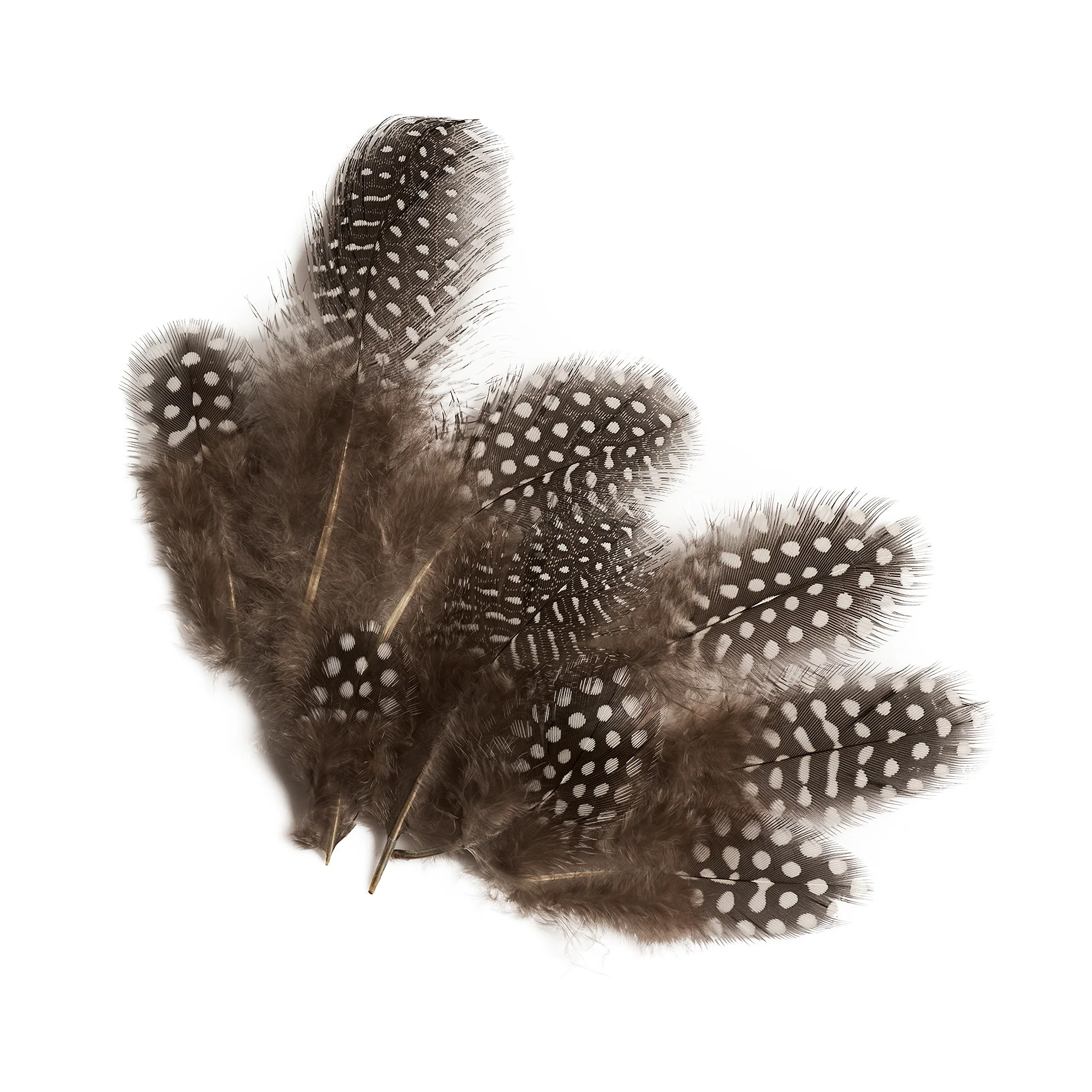 Hat Feathers | DESERI