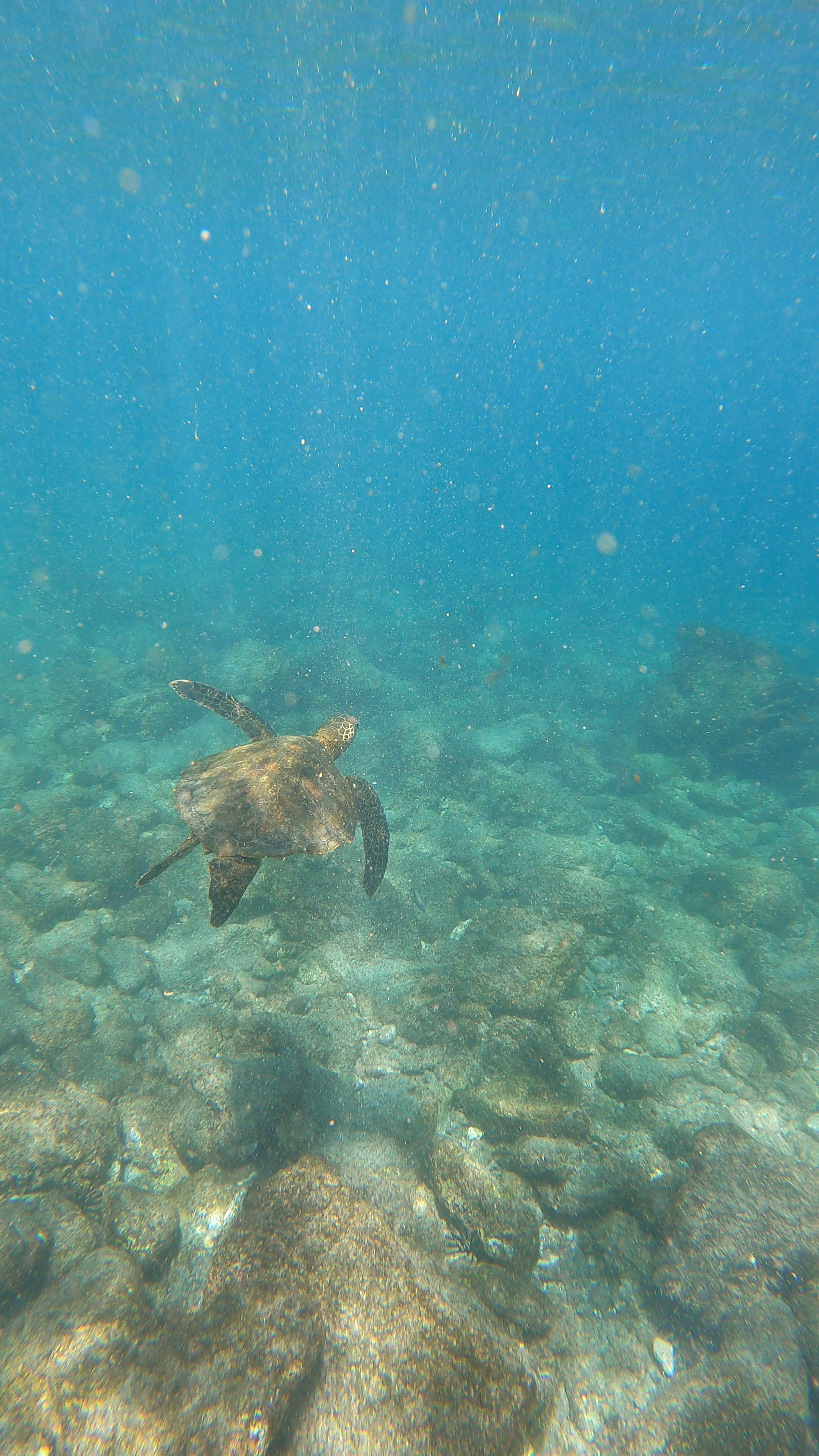 My GoPro hero took its first dive today and the footage was INSANE!!! 100% worth every cent 

#LTKsalealert #LTKVideo #LTKtravel