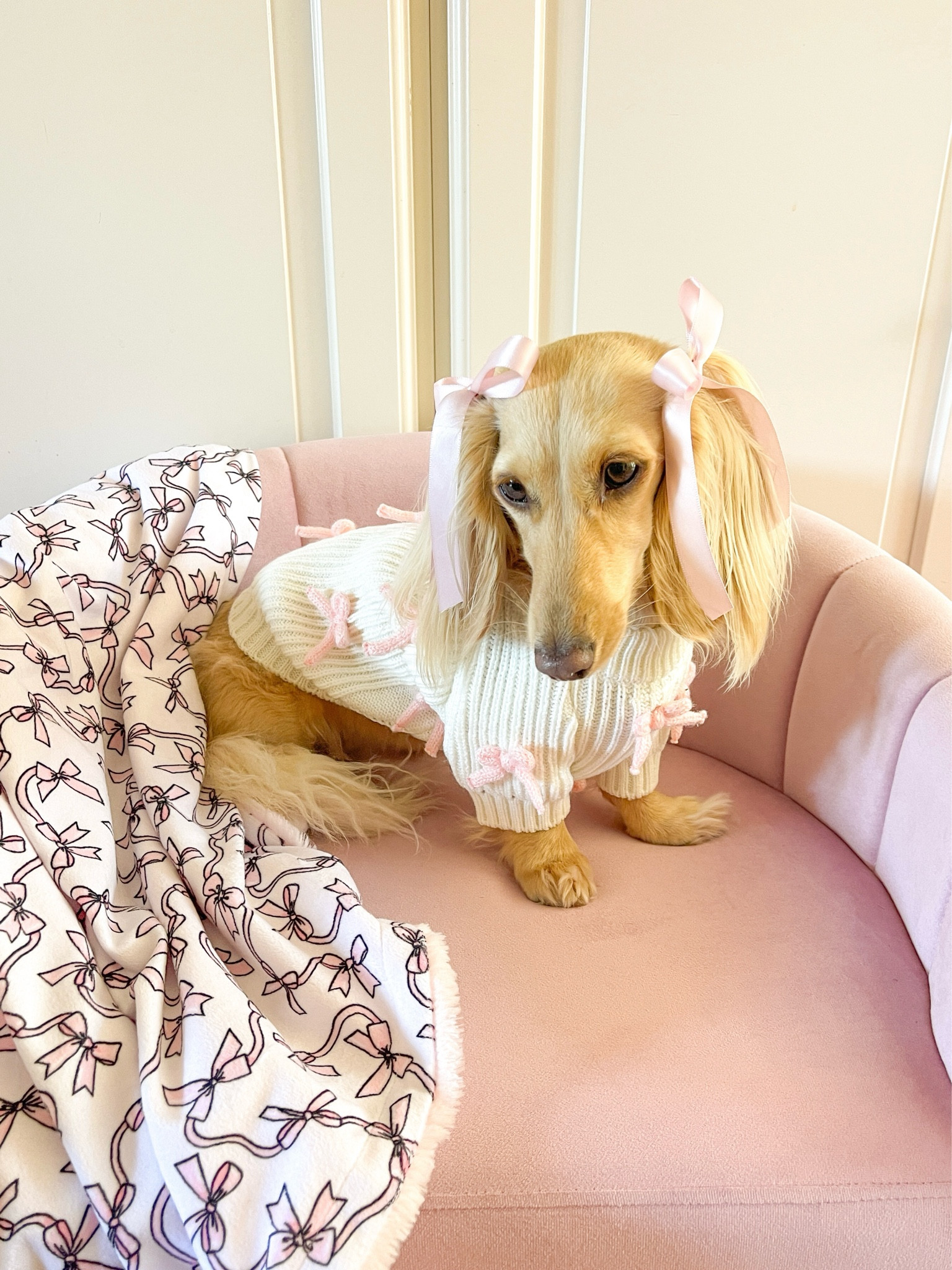 Coquette dog fashion! 🎀🐶 Linking Clemmie’s bow sweater, bow blanket, and some similar options for dog furniture like her little chaise.

Bows, coquette style, dog finds, dog essentials, pet sweater, pets, dog accessories, coquette dog sweater, Anthropologie, Amazon finds, dog clothes, pet clothes, dachshund, dog mom, pet fashion, coquette fashion, home decor, pet finds, luxury dog bed, dog sofa, dog couch, pet bed, pet couch,  #ltkdog #ltkpets #dogsweater #coquette #dogs #pets

#LTKFindsUnder100 #LTKHome #LTKFamily