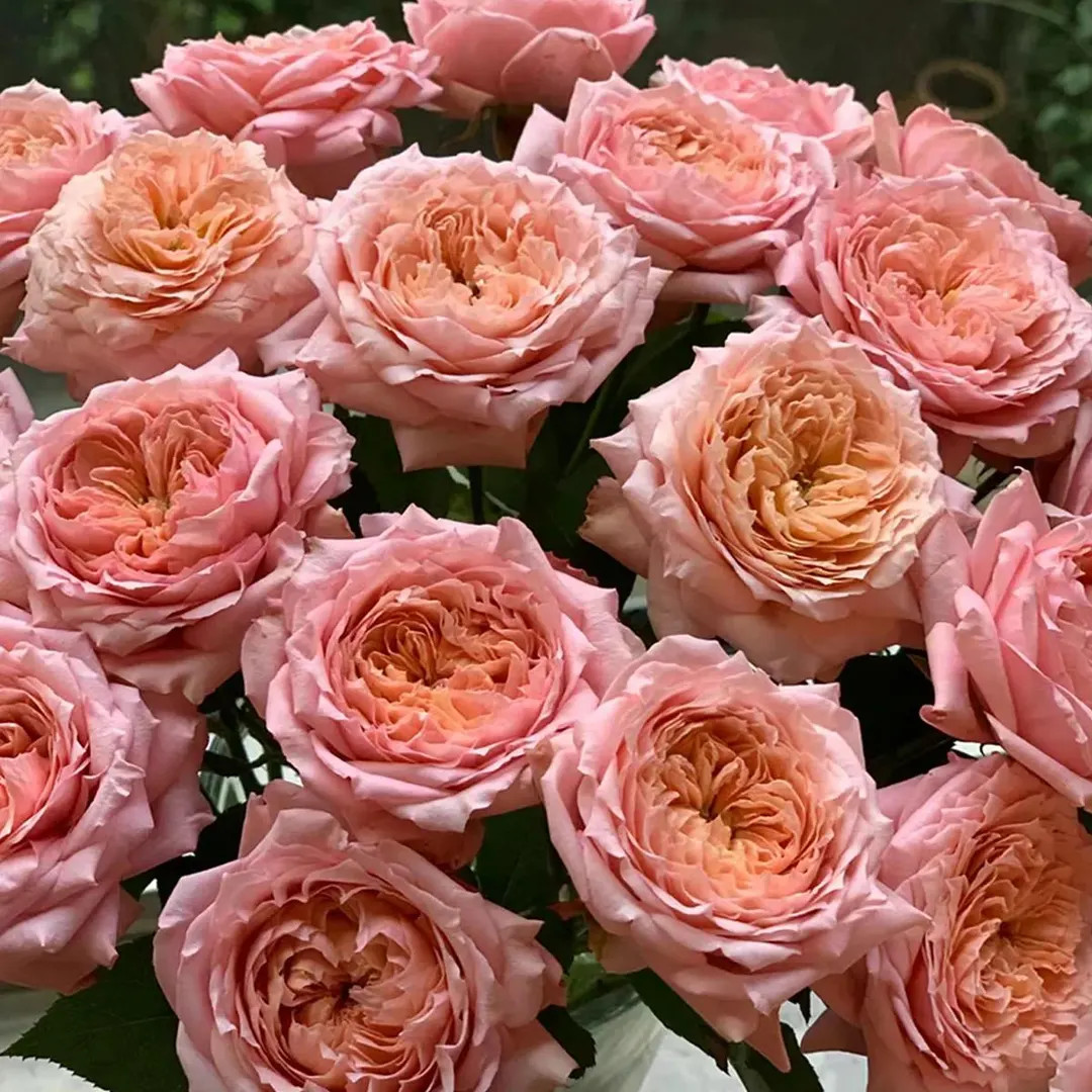 Julieta French Florist Shrub Rose | Large Flower | Wedding Rose | Own Root - Etsy | Etsy (US)