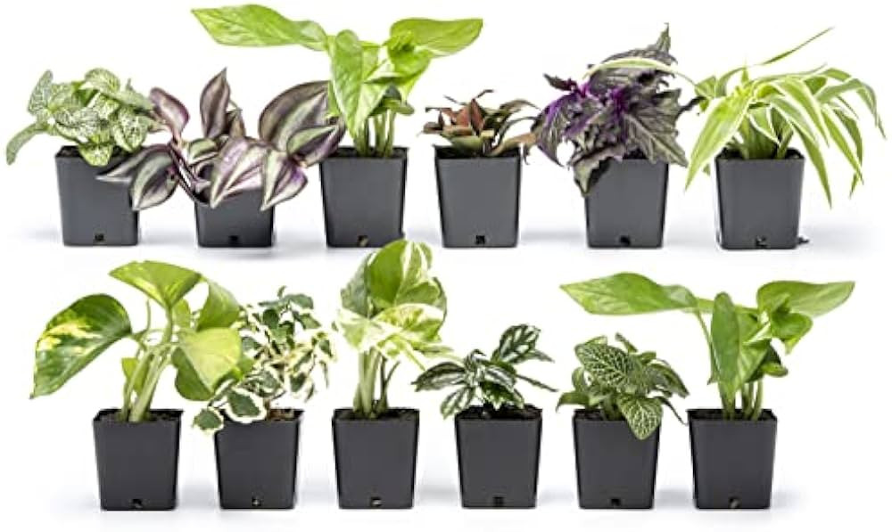 Altman Plants Live Houseplants (12PK), Indoor Plants for Delivery Prime, Live Plants and Gardenin... | Amazon (US)