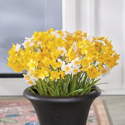 Daffodil Lane Urn Filler | Grandin Road | Grandin Road
