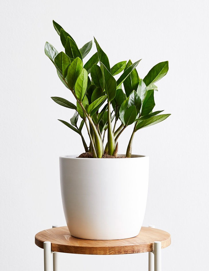 ZZ Plant, White | Lulu and Georgia 